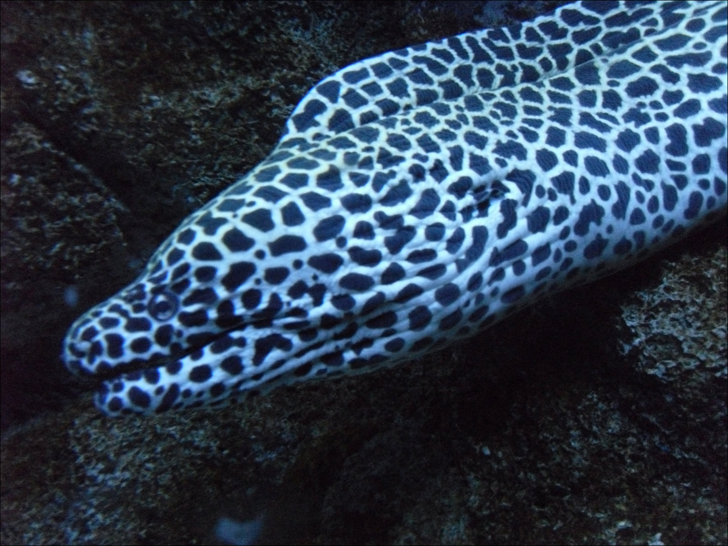 moray eel